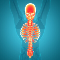 Human Skeleton System Axial Skeleton Bone Joints Anatomy