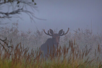 Naklejka premium moose in the forest