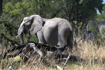 Elephant in wild savanna , Animal of africa