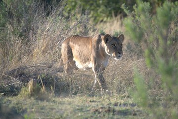 Lion in wild savanna , Animal of africa 