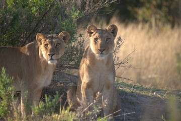 Lion in wild savanna , Animal of africa 
