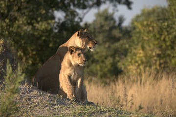 Lion in wild savanna , Animal of africa 