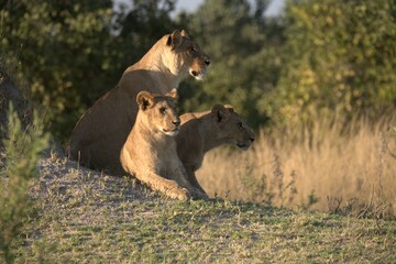 Lion in wild savanna , Animal of africa 