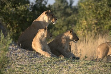 Lion in wild savanna , Animal of africa 