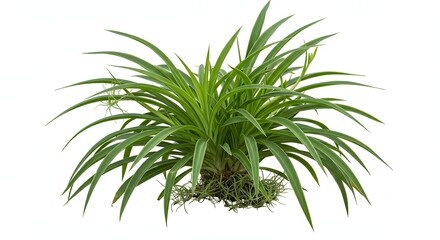Spider Plant Growing Isolated on White Background