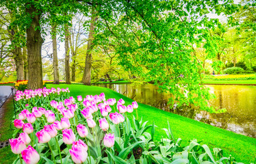 Fototapeta premium Colorful growing and blooming tulips flowerbed in spring formal garden
