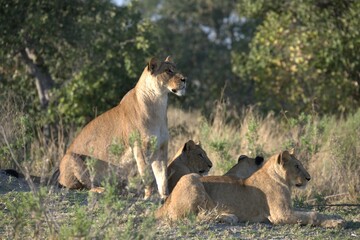 Lion in wild savanna , Animal of africa 