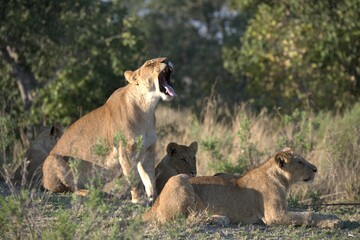 Lion in wild savanna , Animal of africa 