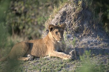 Lion in wild savanna , Animal of africa 
