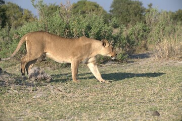 Lion in wild savanna , Animal of africa 