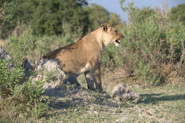 Lion in wild savanna , Animal of africa 