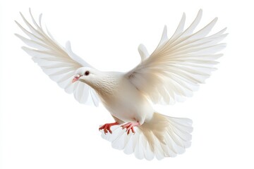 Fototapeta premium White dove flying with wings spread, peace bird in motion, soft feather detail and red feet for religious symbolism isolated on Transparent Background