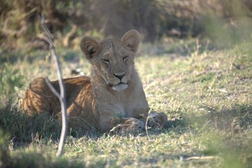 Lion in wild savanna , Animal of africa 