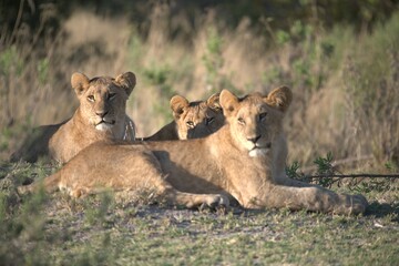 Lion in wild savanna , Animal of africa 