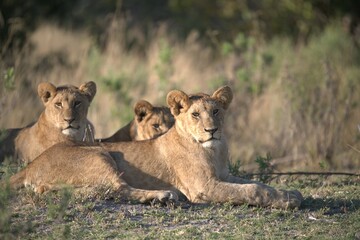 Lion in wild savanna , Animal of africa 