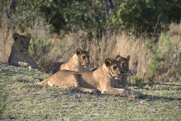 Lion in wild savanna , Animal of africa 