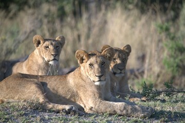Lion in wild savanna , Animal of africa 