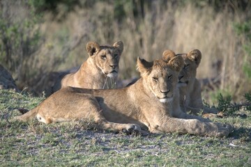 Lion in wild savanna , Animal of africa 
