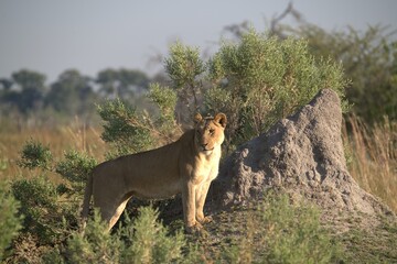 Lion in wild savanna , Animal of africa 