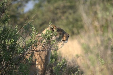 Lion in wild savanna , Animal of africa 