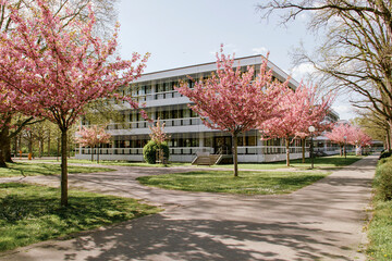 Cherry blossoms in full bloom on a university campus in Karlsruhe, Germany