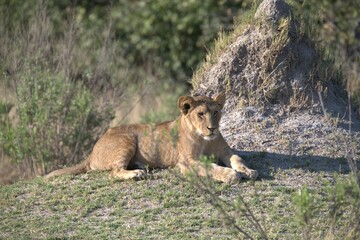 Lion in wild savanna , Animal of africa 