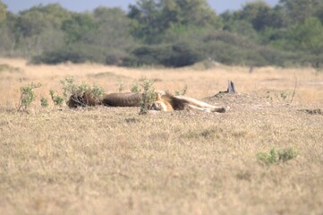 Lion in wild savanna , Animal of africa 