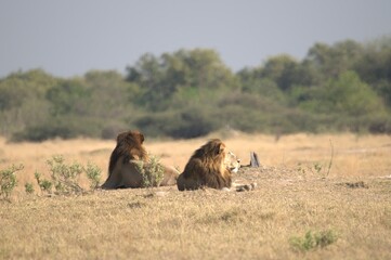 Lion in wild savanna , Animal of africa 