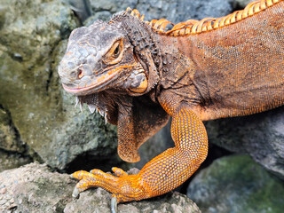 An orange iguana, sitting on a rock, with a natural blurred background. Iguanas are herbivorous animals.