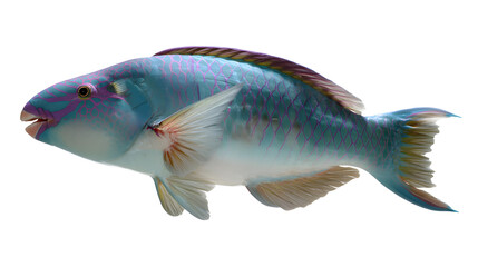 Obraz premium beautiful parrotfish on transparent