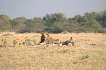 Lion in wild savanna , Animal of africa 