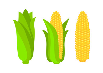 Fresh corn cobs, a healthy and delicious summer treat, displayed in various stages of ripeness
