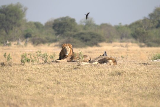 Fototapeta Lion in wild savanna , Animal of africa 