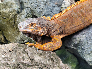An orange iguana, sitting on a rock, with a natural blurred background. Iguanas are herbivorous animals.