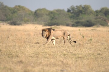 Lion in wild savanna , Animal of africa 
