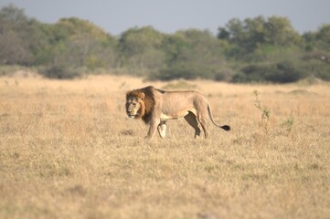 Lion in wild savanna , Animal of africa 