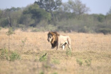 Lion in wild savanna , Animal of africa 