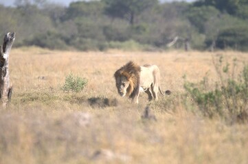 Fototapeta premium Lion in wild savanna , Animal of africa 