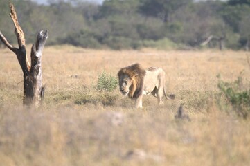 Lion in wild savanna , Animal of africa 
