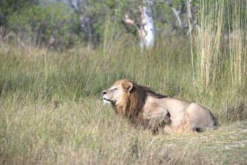 Lion in wild savanna , Animal of africa 