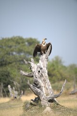 Elephant in wild savanna , Animal of africa