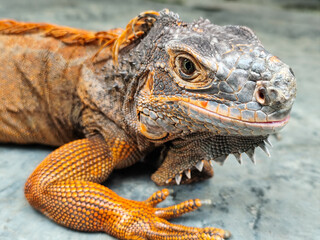 An orange iguana, sitting on a rock, with a natural blurred background. Iguanas are herbivorous animals.