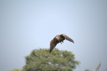 Elephant in wild savanna , Animal of africa