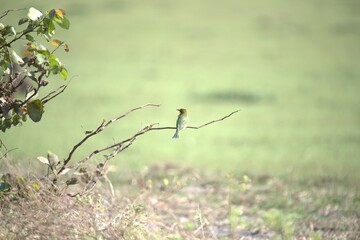 Elephant in wild savanna , Animal of africa