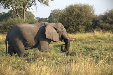 Fototapeta premium Elephant in wild savanna , Animal of africa