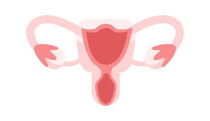 Female reproductive system showing uterus, fallopian tubes and ovaries on white background