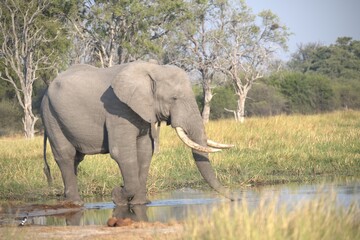 Elephant in wild savanna , Animal of africa