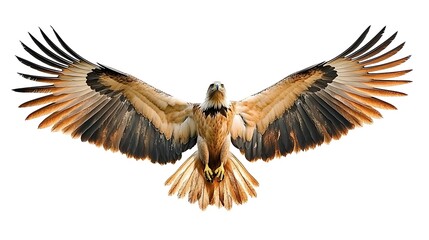 Obraz premium Eagle soars majestic with outstretched wings