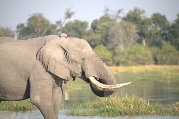 Elephant in wild savanna , Animal of africa