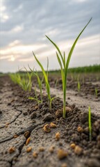 Close-up of rice seeds growing in a field.